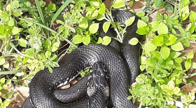 Bahçesinde yakaladığı yılanı baharı müjdelediği için serbest bıraktı