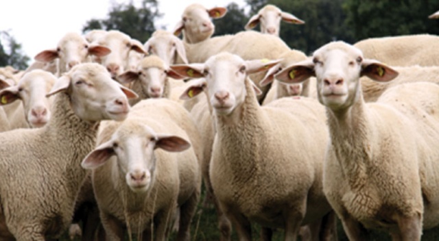 Çiftçiye Müjde Koyun Ve Düve Desteği Geliyor | 2018 Koyun Ve Düve Desteği Kimlere Verilecek?