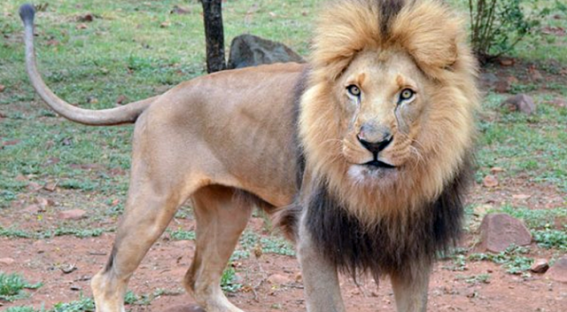 Güney Afrika&#039;da aslan avcıyı yedi