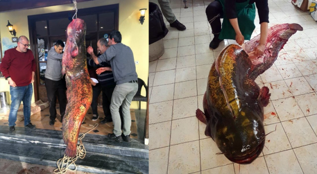 İznik&#039;te 2 metrelik yayın balığı yakalandı