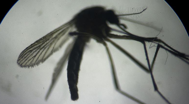 Çinli bilim insanları, sivrisineklere karşı askerî radar teknolojisi kullanacak