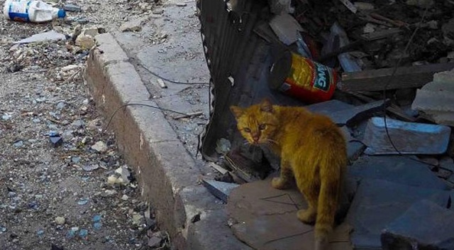 Suriye&#039;deki sokak hayvanları için tıbbi malzeme yardımı