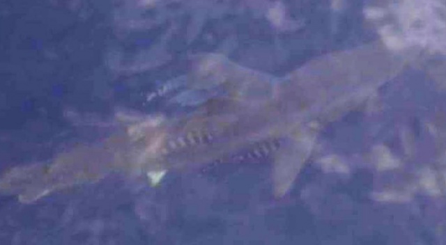 Ege&#039;de köpekbalığı görüldü
