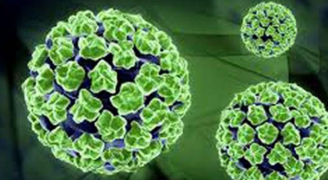 Nipah virüsü alarmı: Aşısı yok ölüm engellenemiyor