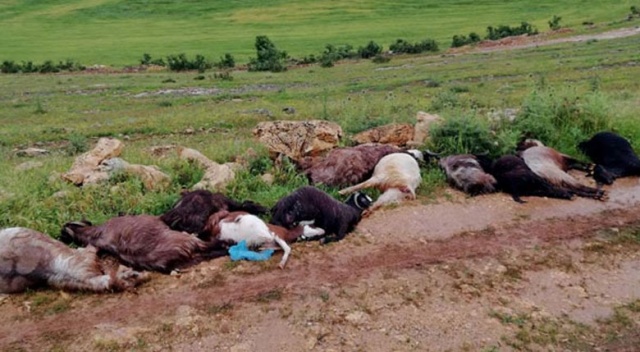 Yıldırım düşmesi sonucu çoban yaralandı, 12 keçi telef oldu