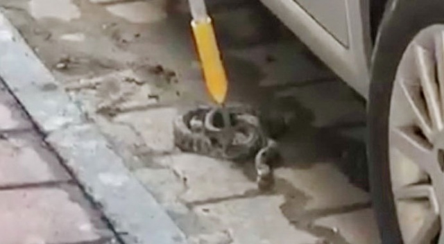 Deprem sonrası ilçe merkezinde yılan yakalandı