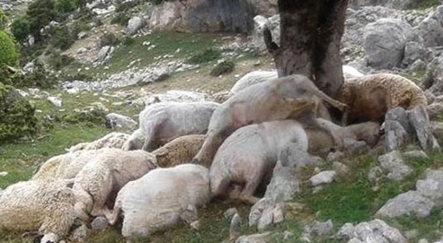 Osmaniye&#039;de ağaca yıldırım düştü: 22 koyun telef oldu