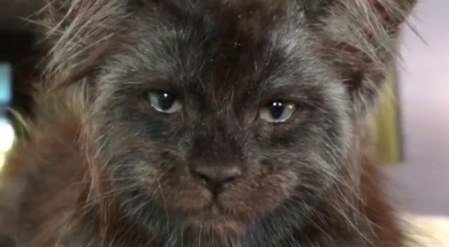 İnternetin son fenomeni: İnsan yüzlü kedi Valkyrie