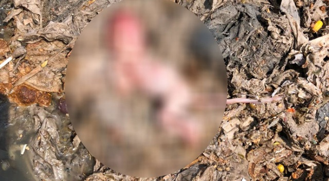 Zonguldak’ta vahşet! Yeni doğmuş bebek cesedi bulundu