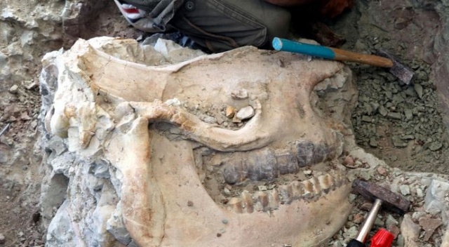 Çankırı&#039;da Gergedan kafatası fosili bulundu! Tam 8.5 milyon yıllık...