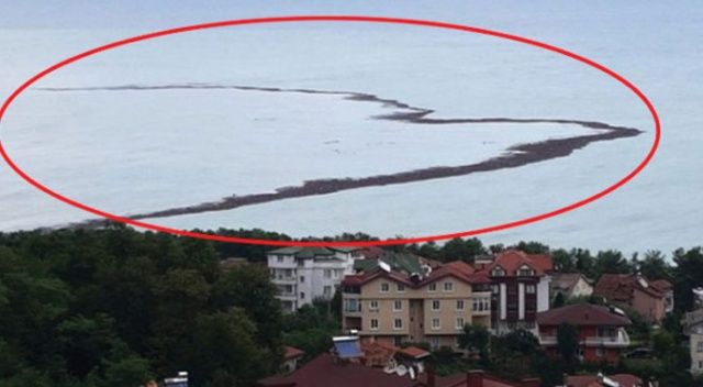 Ordu&#039;da yaşanan sel felaketinde Karadeniz&#039;e dökülen fındığın maliyeti belli oldu