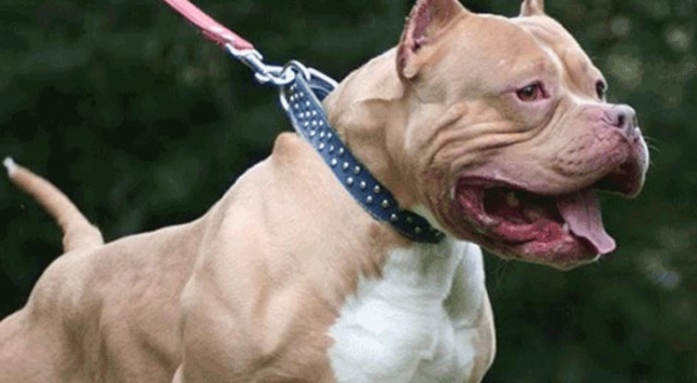Pitbull ve dogo cinsi köpek besleyenlere 12 bin 600 lira ceza