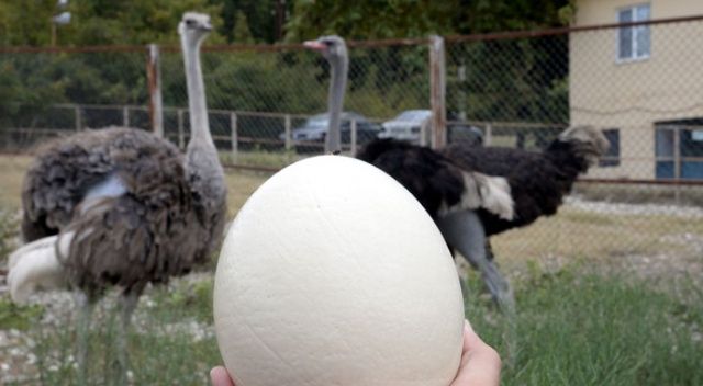 Deve kuşu yumurtasının boşu 100 liradan satılıyor