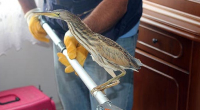 Nesli tükenmekte Hint balıkçıl kuşu eve girdi