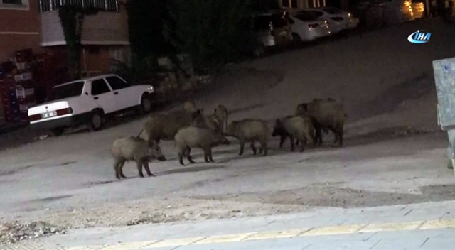 Yaban domuzları şehir merkezine indi