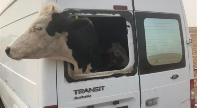 Çalıntı minibüsle hayvan hırsızlığı