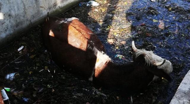 Hayvan pazarından kaçan dana sulama kanalına düştü