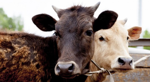 İsviçre referanduma gitti: Çiftçilerin &#039;boynuzlu inek&#039; talebi reddedildi