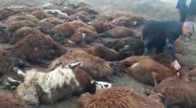 Iğdır’da 150 koyun telef oldu