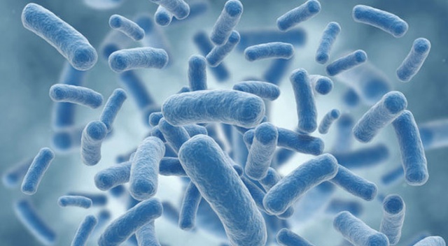 Talasemide mikrobiyota çalışmalarına 25 bin avro