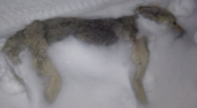 Yüksekova’da yolda donmuş köpek bulundu