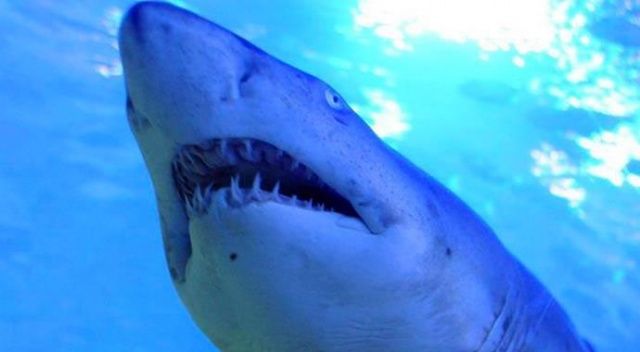 Avustralya&#039;da sahilde sörf yapan kişi köpek balığı saldırısına uğradı