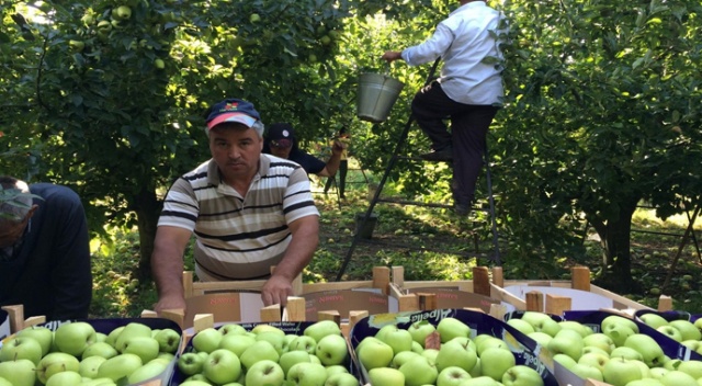 Erdoğan müjdeyi vermişti: Elma tanzimi hayata geçiriliyor