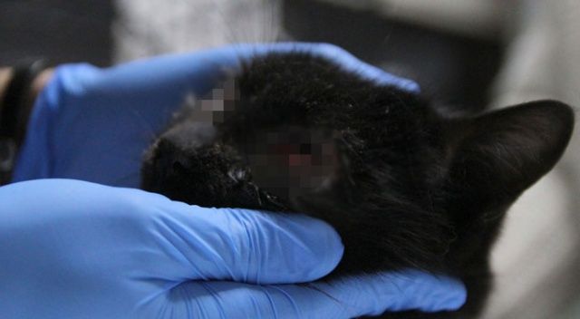 Kayseri&#039;de göz kapakları yakılmış kedi bulundu