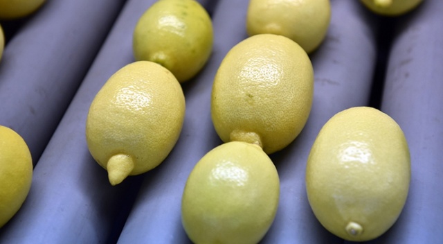 Rusya&#039;ya bir ayda yapılan limon ihracatı 10 milyon doları aştı