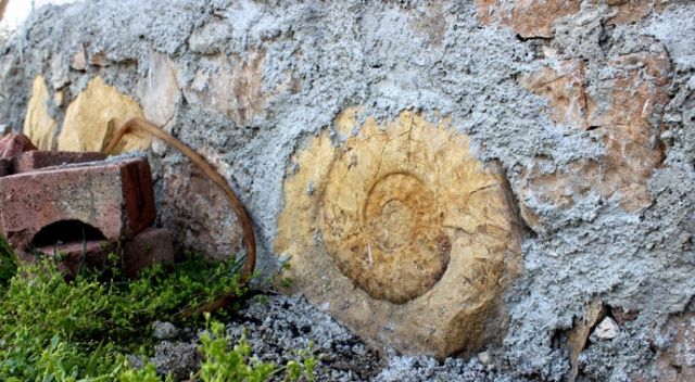65 milyon yıllık dev fosil duvardan söküldü