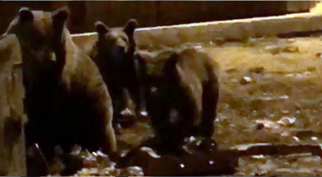 Kış uykusundan uyanan ayıların meraklı vatandaşlarla imtihanı