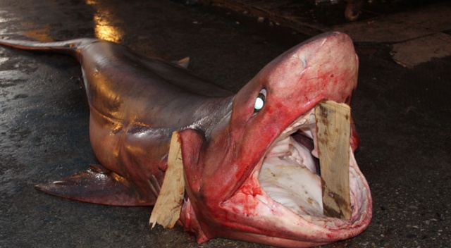 Mersin’de dev köpekbalığı yakalandı
