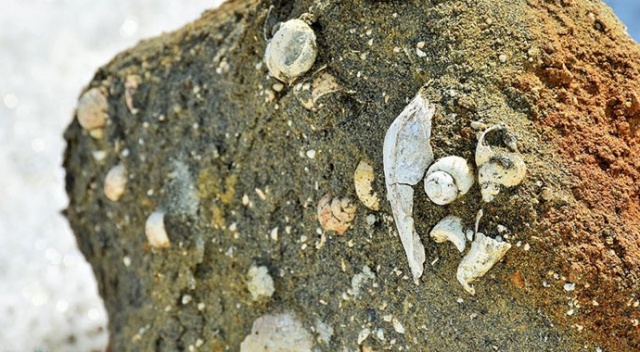 Muş&#039;ta 11 milyon yıllık fosiller bulundu