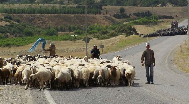 5 bin lira maaşla çoban bulamıyorlar