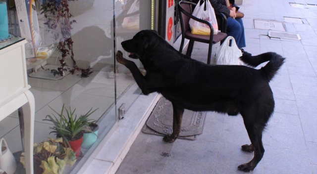 Akıllı köpek Kara her gün aynı saatte kapıyı tıklayıp kendini sevdiriyor
