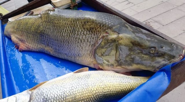Çayda yakalanan 120 kilogramlık balık görenleri şaşırttı