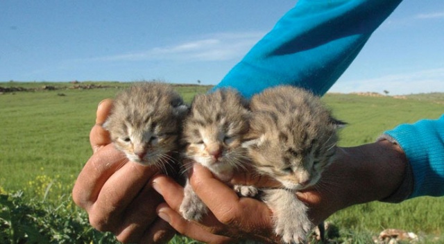Diyarbakır’da bir yetişkin ve 3 yavru leopar görüldü