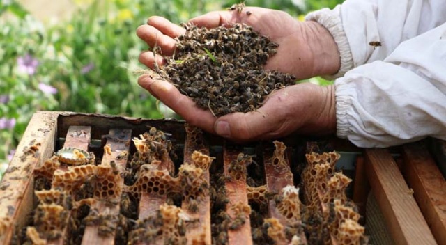 Manisa’da bilinçsiz zirai ilaçlamadan dolayı milyonlarca arı telef oldu