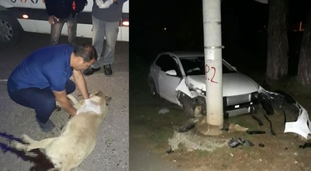 Otomobilin çarptığı sokak köpeğine kalp masajı