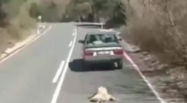 Otomobillerine bağladıkları köpeklerini sürükleyen iki sürücüye ceza!