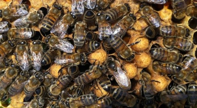 Ulaştırma Bakanlığı’ndan arılara geçiş üstünlüğü getirildi
