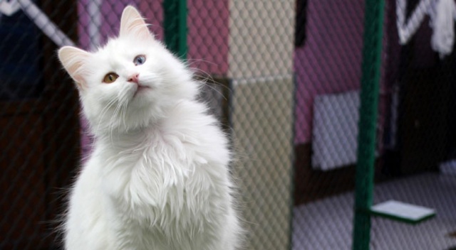 Van kedilerinin kalitesi her yıl artıyor