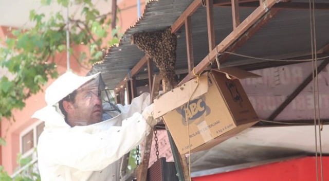 Arılar ilçe merkezine girdi, esnaf kepenk kapattı