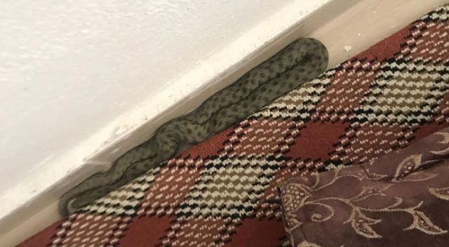 Eve giren 2 metrelik yılan paniğe neden oldu