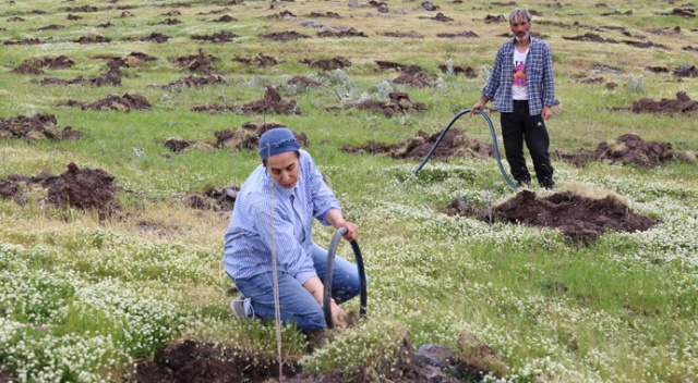 Kadın girişimci Türkiye&#039;nin en büyük ipek böceği üretimi için dut bahçesi kurdu