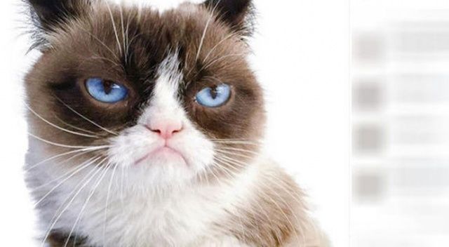 Sosyal medya fenomeni Huysuz Kedi öldü