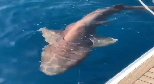 Antalya&#039;da 2 metre boyunda köpek balığı yakalandı
