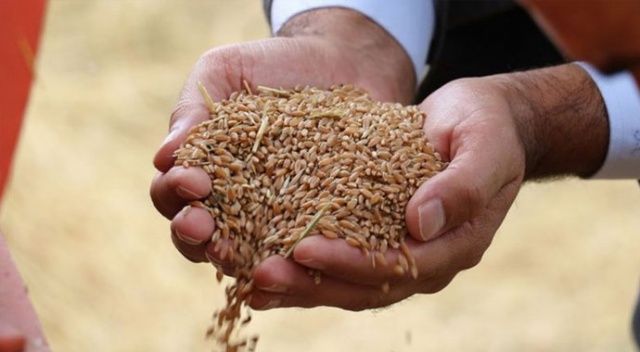 Millî buğday tohumu dünyayı fethediyor