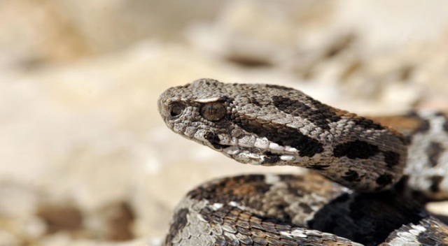 Nesli tehlikede olan yılan Nemrut Dağı’nda görüldü