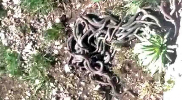 Yüksekova’da yılan sürüsü
